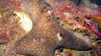 010 Eponge rognon (Chondrosia reniformis)
